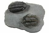 Top Quality Spiny Comura Trilobite With Austerops - Morocco #350540-1